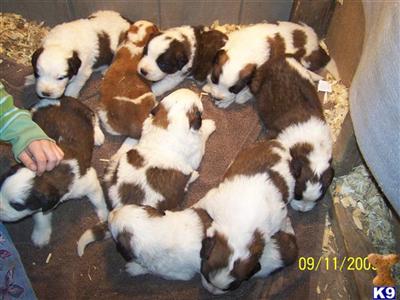 Saint Bernard Puppies for Sale